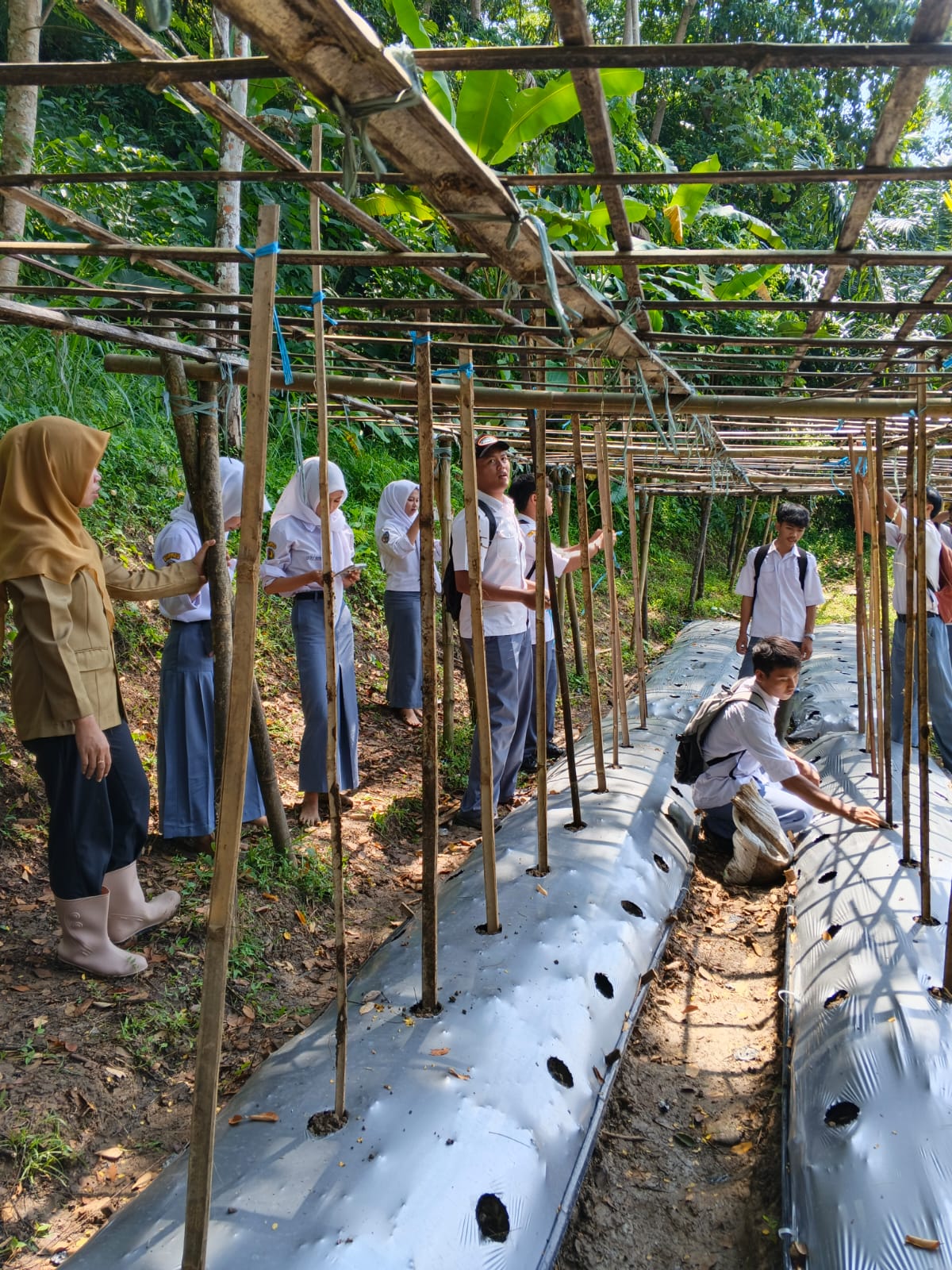 Mandiri Pangan Sejak Sekolah: Siswa ATPH SMKN 2 Leles Praktek Tanam Labu Madu Butternut